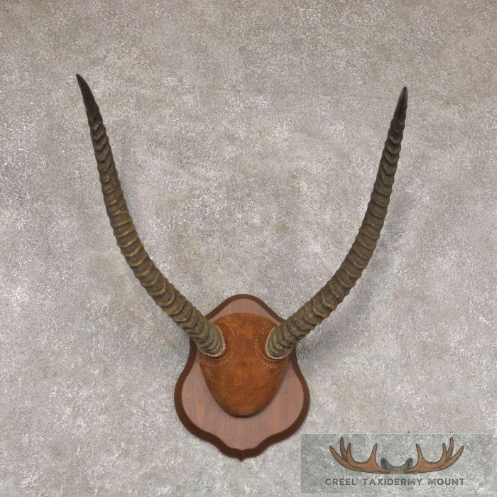Lechwe Horn Plaque Taxidermy Mount For Sale