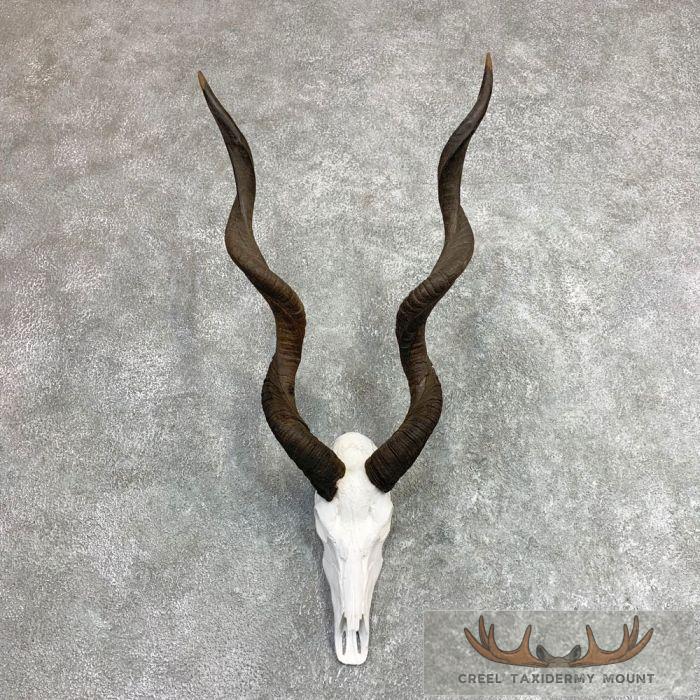 Lesser Kudu Skull & Horns European Taxidermy Mount For Sale
