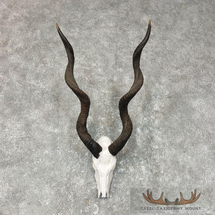 Lesser Kudu Skull & Horns European Taxidermy Mount For Sale