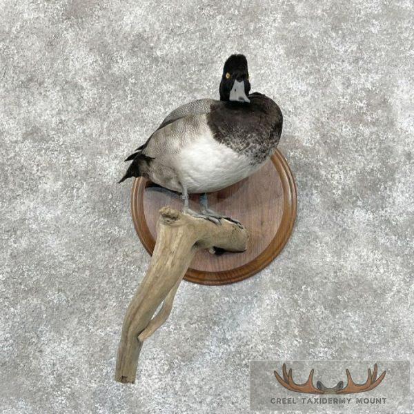 Lesser Scaup Duck Taxidermy Bird Mount For Sale