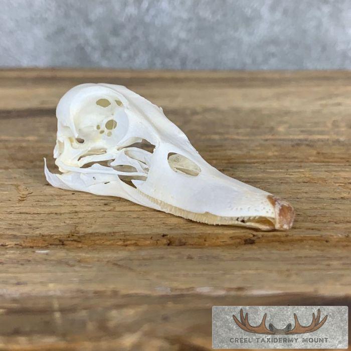Lesser Scaup Duck Skull For Sale