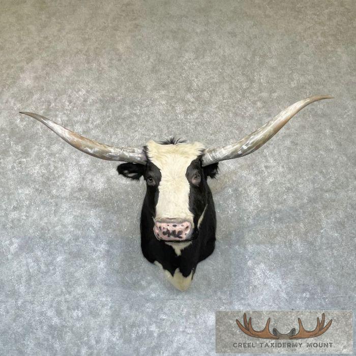 Longhorn Cross Steer Taxidermy Shoulder Mount For Sale