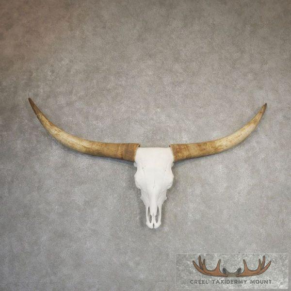 Longhorn Steer Skull European Taxidermy Mount For Sale