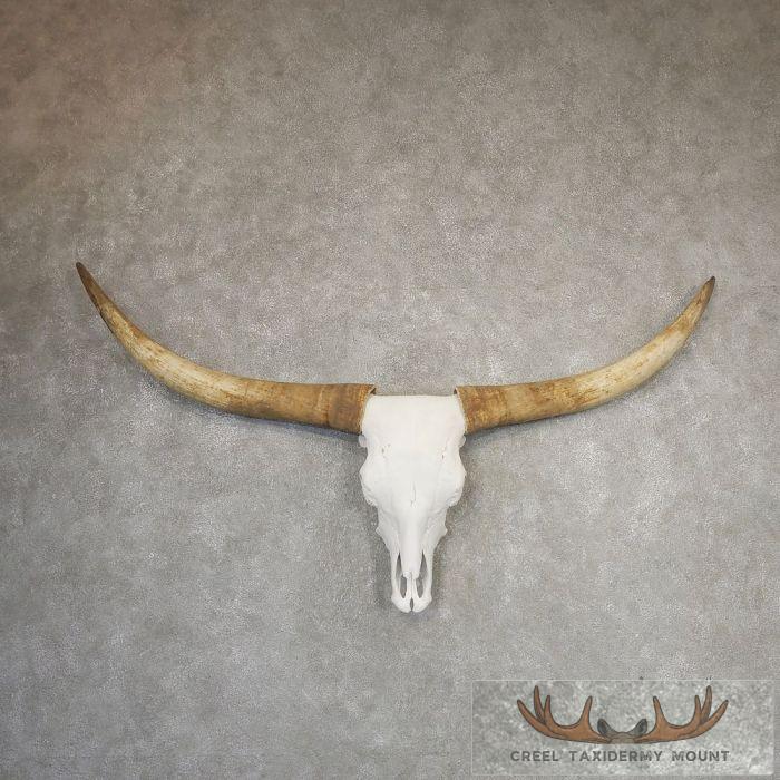 Longhorn Steer Skull European Taxidermy Mount For Sale