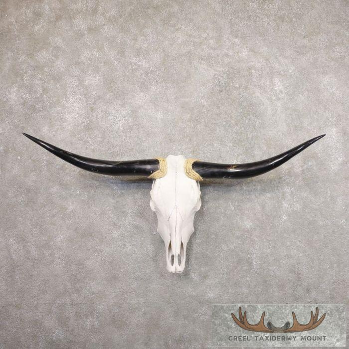 Longhorn Steer Skull European Taxidermy Mount For Sale