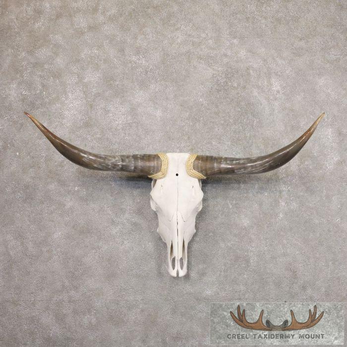 Longhorn Steer Skull European Taxidermy Mount For Sale