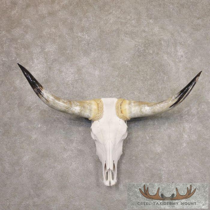 Longhorn Steer Skull European Taxidermy Mount For Sale
