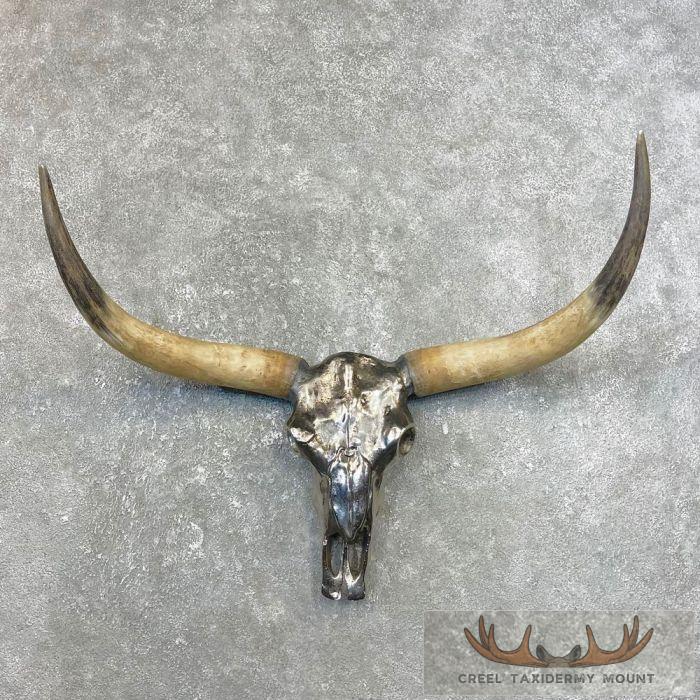 Longhorn Steer Skull European Taxidermy Mount For Sale