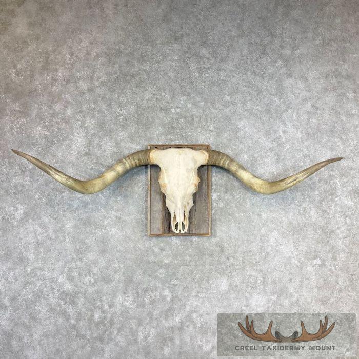 Longhorn Steer Skull European Taxidermy Mount For Sale