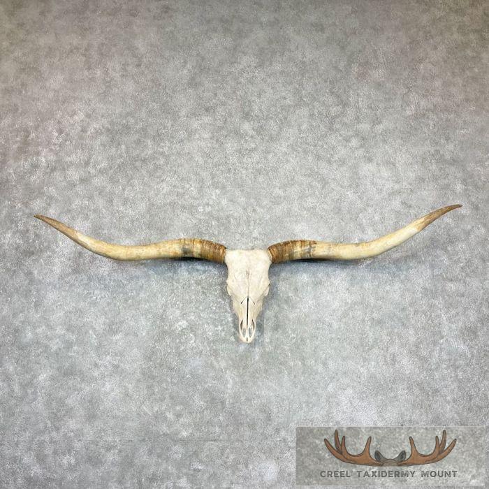Longhorn Steer Skull European Taxidermy Mount For Sale