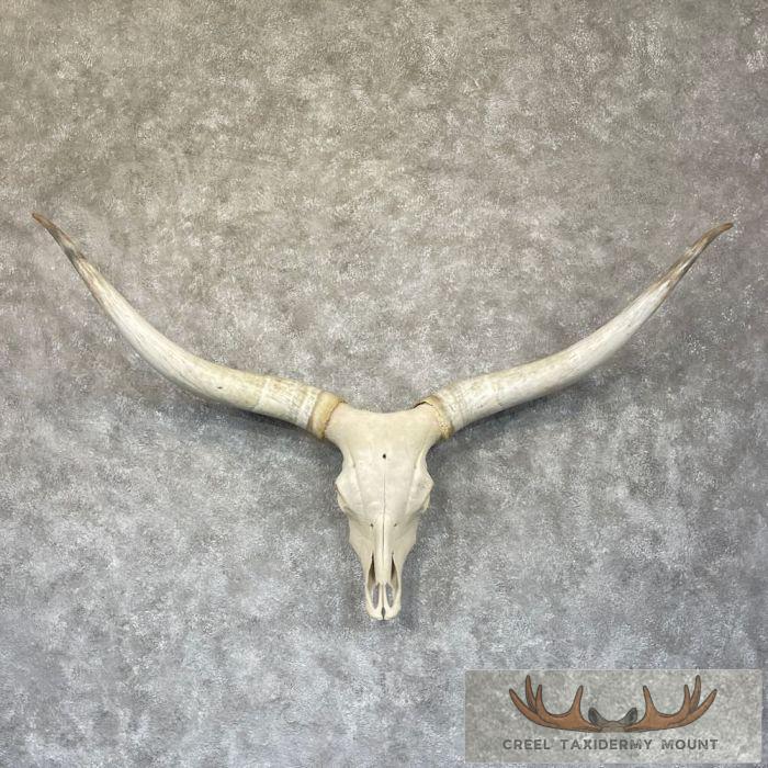 Longhorn Steer Skull European Taxidermy Mount For Sale