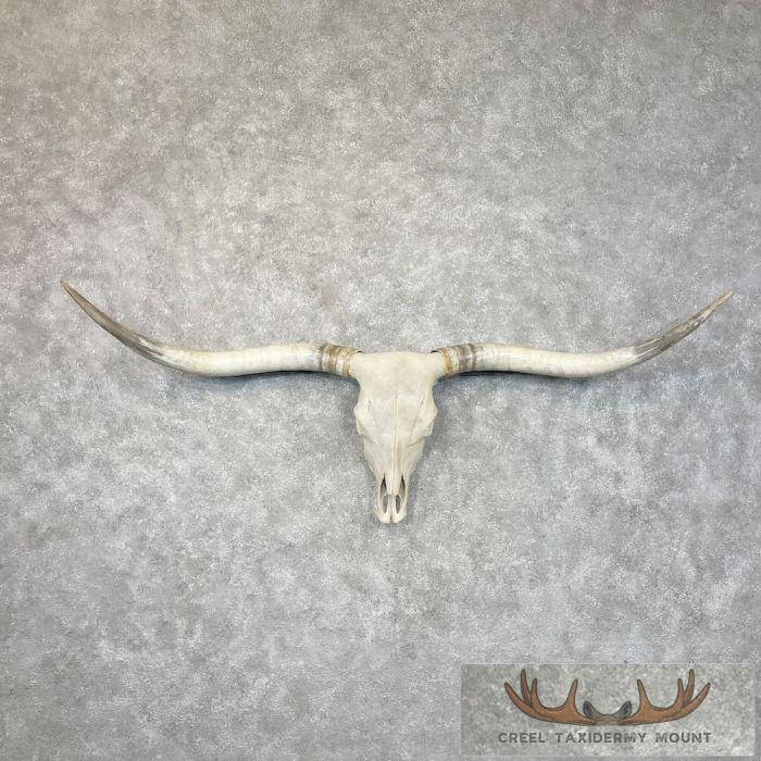 Longhorn Steer Skull European Taxidermy Mount For Sale