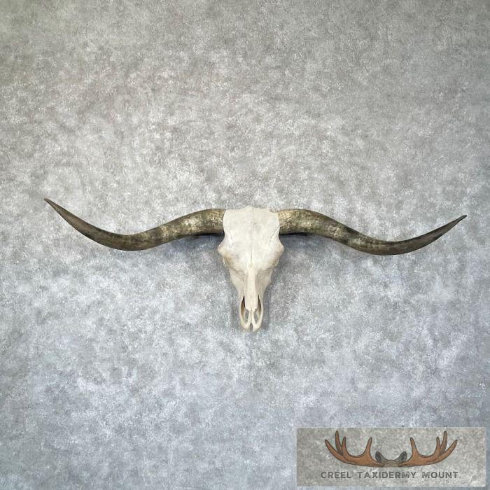 Longhorn Steer Skull European Taxidermy Mount For Sale