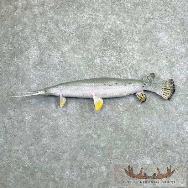 Longnose Gar Taxidermy Fish Mount For Sale
