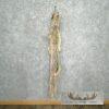 Lynx Tanned Hide For Sale