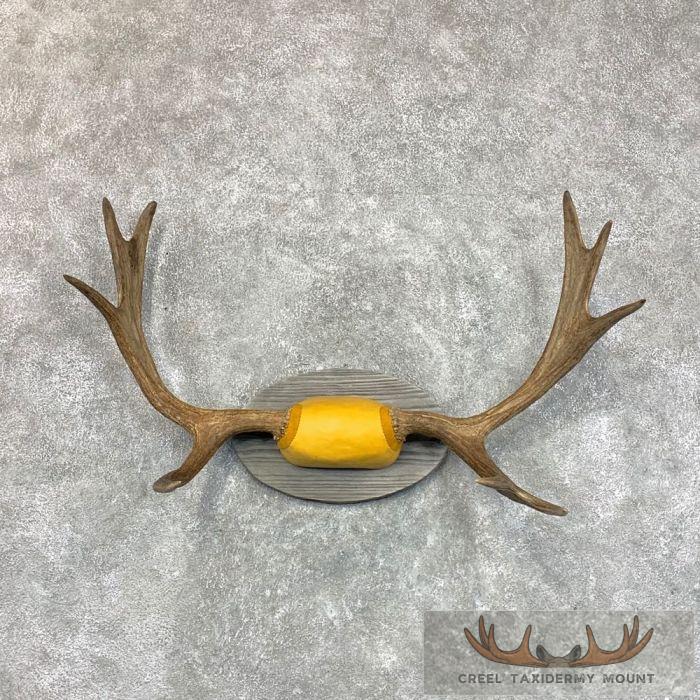 Maine Moose Antler Taxidermy Plaque For Sale