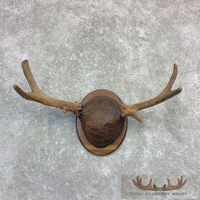 Maine Moose Antler Taxidermy Plaque For Sale