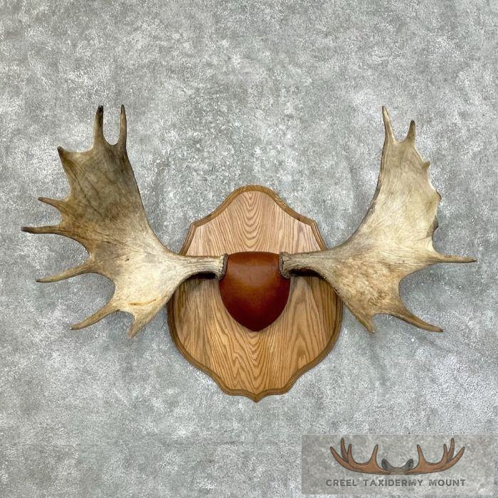 Maine Moose Antler Taxidermy Plaque For Sale