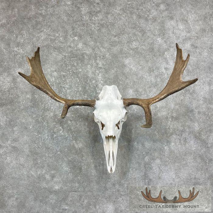 Maine Moose Skull European Mount For Sale