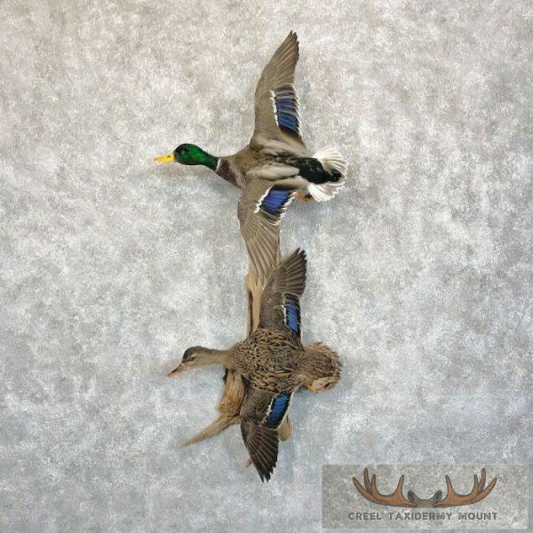 Mallard Drake and Hen Taxidermy Duck Mount For Sale