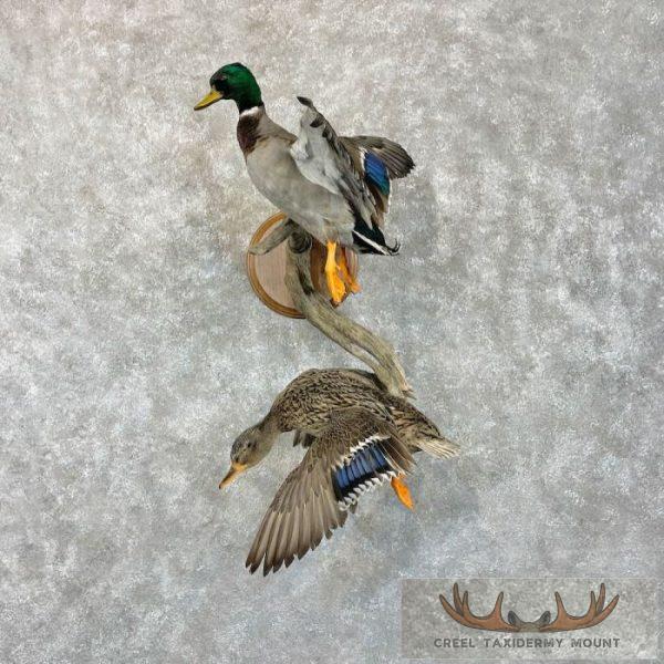 Mallard Drake and Hen Taxidermy Duck Mount For Sale