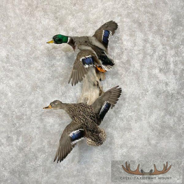 Mallard Drake and Hen Taxidermy Duck Mount For Sale