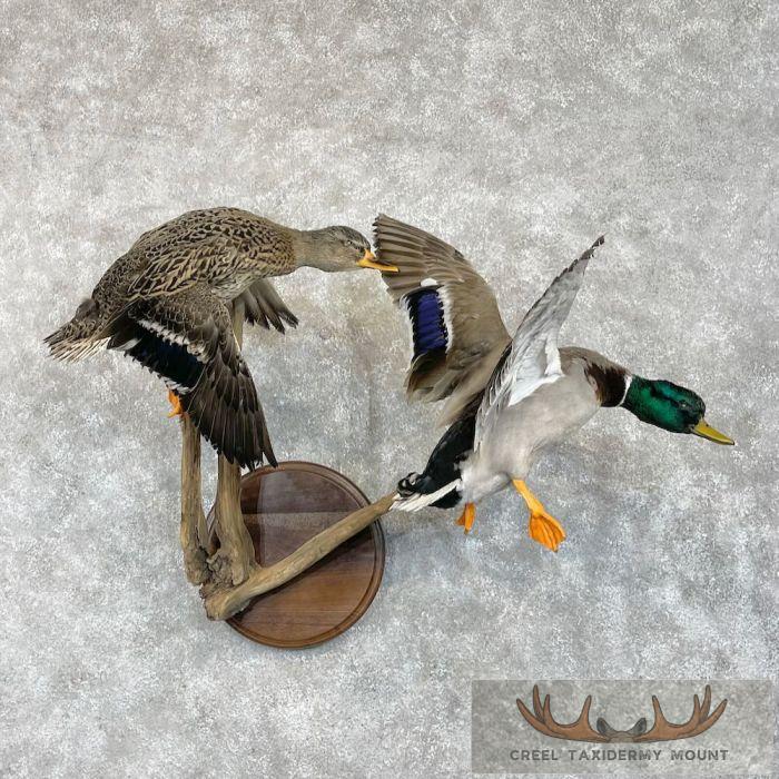 Mallard Drake and Hen Taxidermy Duck Mount For Sale