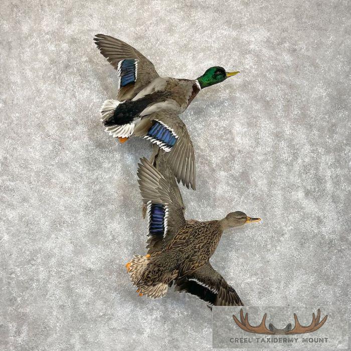 Mallard Drake and Hen Taxidermy Duck Mount For Sale - Creel Taxidermy