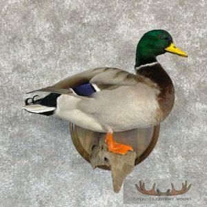 Mallard Duck Drake Taxidermy Bird Mount Taxidermy