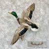 Mallard Duck Drake Taxidermy Mount For Sale