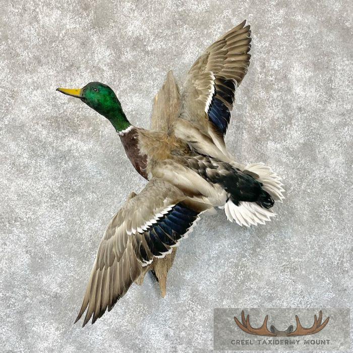 Mallard Duck Drake Taxidermy Mount For Sale