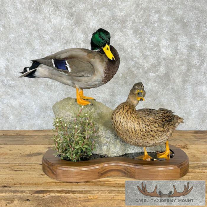 Mallard Duck Scene Taxidermy Mount For Sale