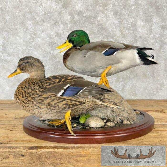 Mallard Duck Scene Taxidermy Mount For Sale