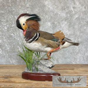 Mandarin Duck Taxidermy Bird Mount Taxidermy