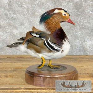 Mandarin Duck Taxidermy Bird Mount Taxidermy