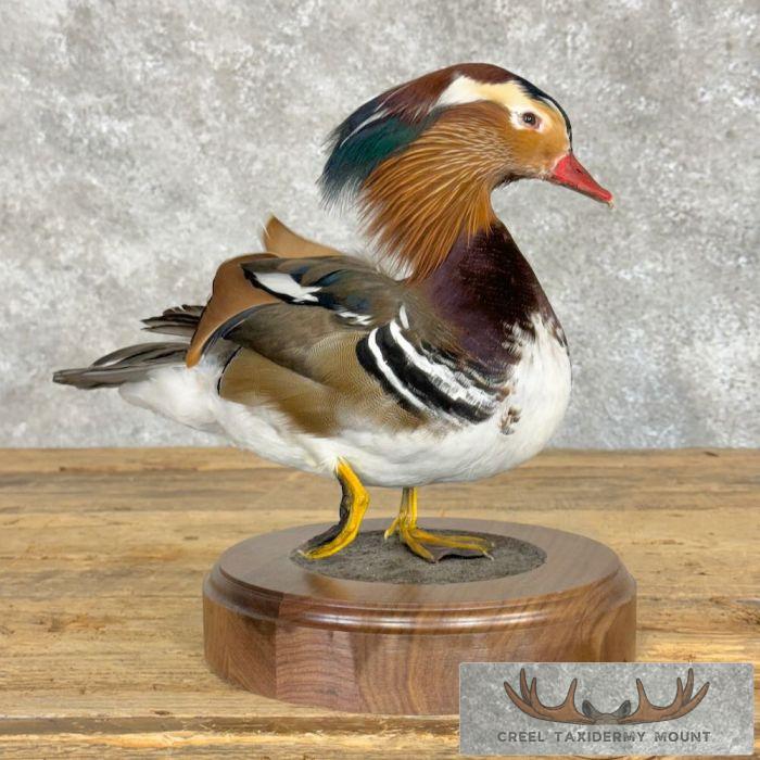 Mandarin Duck Taxidermy Bird Mount For Sale