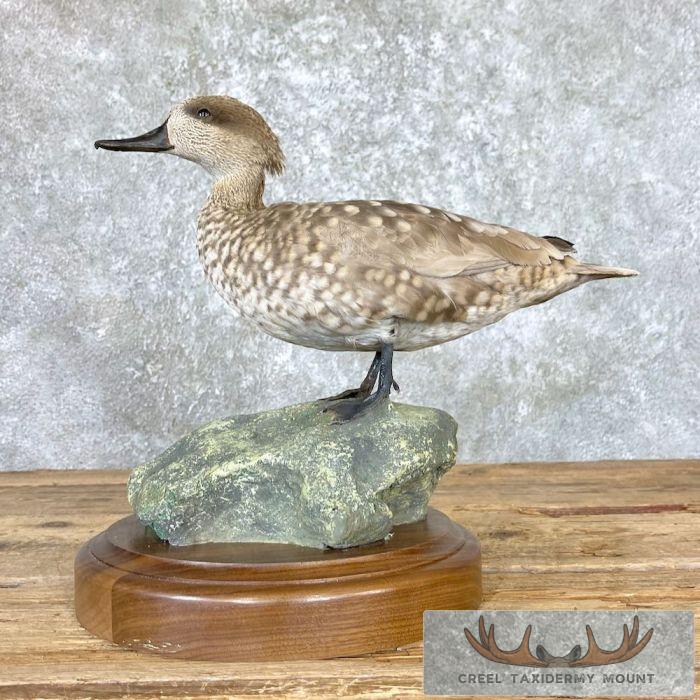 Marbled Teal Taxidermy Bird Mount For Sale