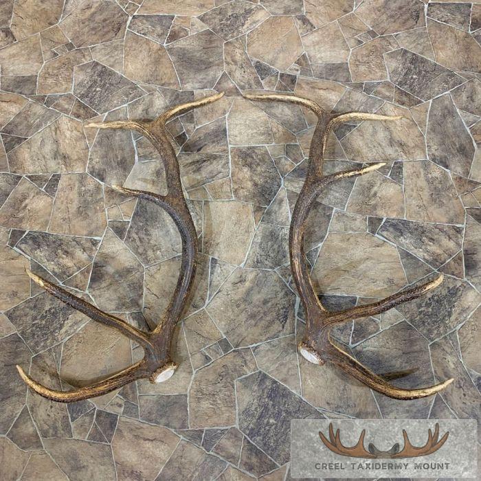 Match Set Elk Sheds Antler Mantle Decoration For Sale