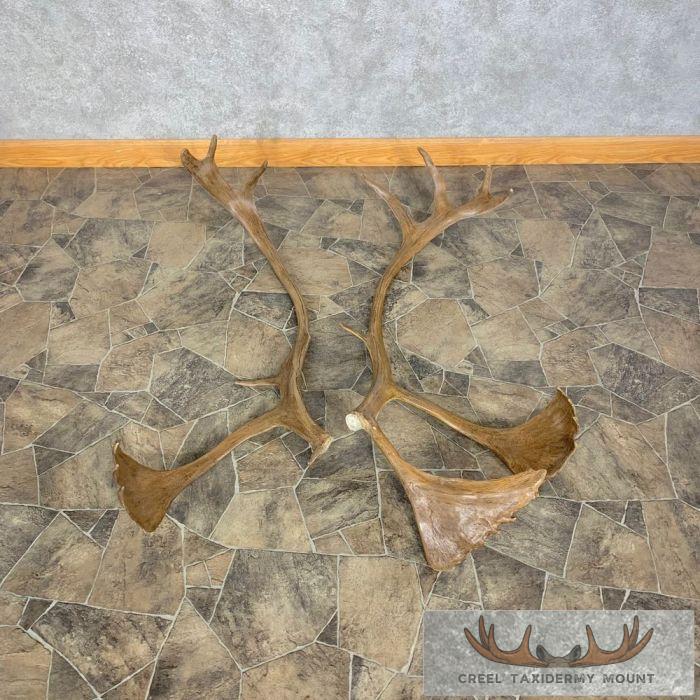 Matched Set Caribou Antlers For Sale