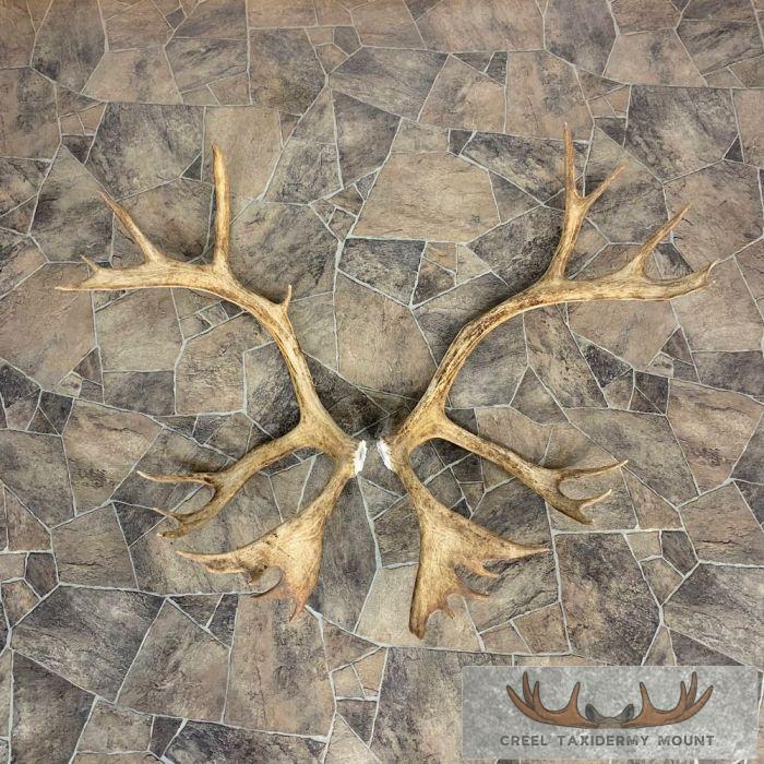 Matched Set Caribou Antlers For Sale