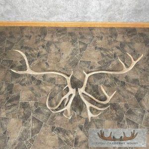 Matched Set Caribou Antlers Taxidermy