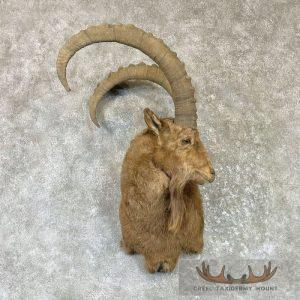 Mid Asian Ibex Taxidermy Shoulder Mount Taxidermy