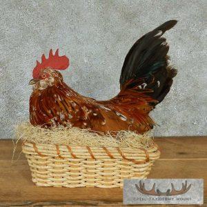 Millie Fleur Chicken in a Basket