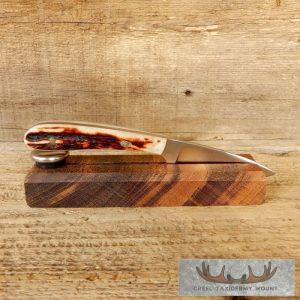 Mini Caper Caping Knife with Sambar Stag Handle Taxidermy