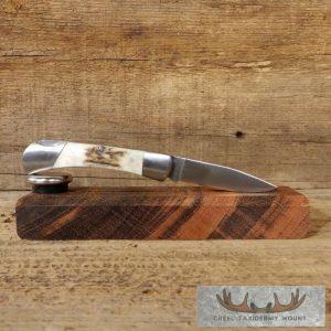 Mini Folding Pocket Knife with Elk Antler Handle Taxidermy