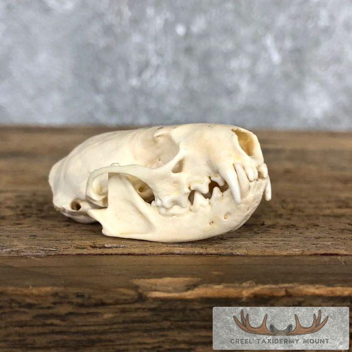 Mink Full Skull Taxidermy Mount For Sale