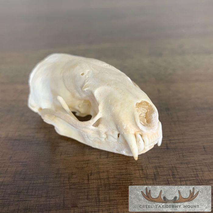 Mink Full Skull Taxidermy Mount For Sale