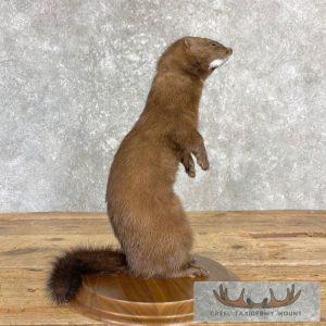 Mink Life-Size Taxidermy Mount Taxidermy