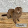 Mink Life-Size Taxidermy Mount For Sale