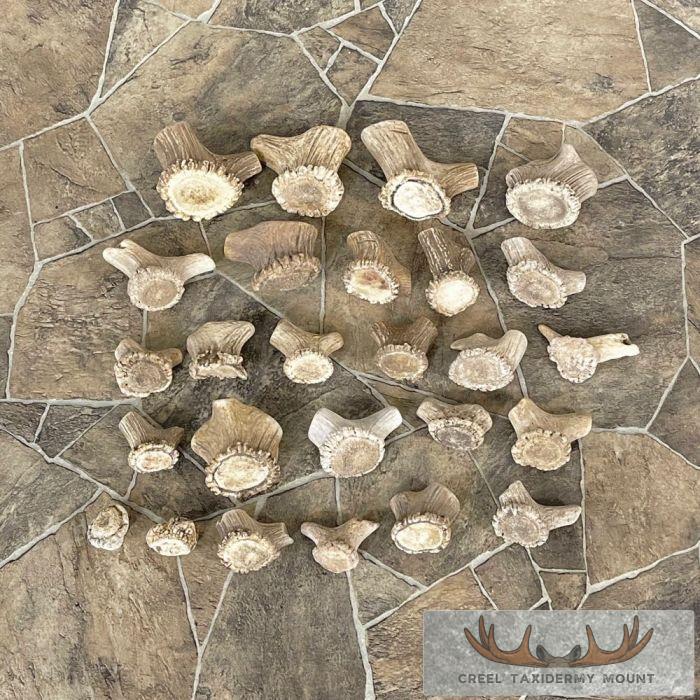 Mixed Antler Burr Craft Pack For Sale